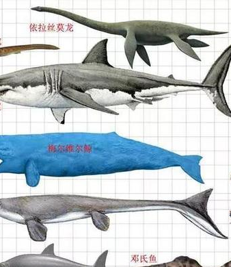 《盗贼之海》打巨齿鲨奖励介绍