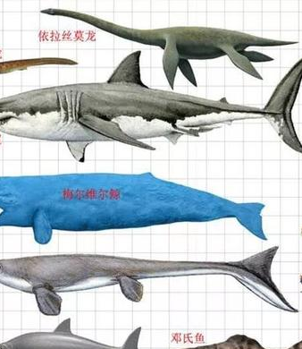 《盗贼之海》打巨齿鲨奖励介绍